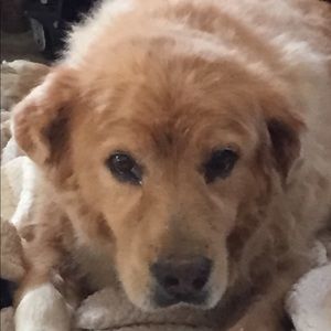 Meet your Posher, Roxane